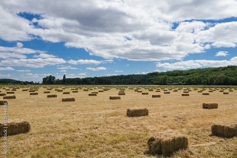 Balas o Pacas de Hierba distribuidas linealmente
