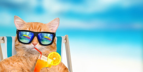 Cat wearing sunglasses relaxing sitting on deckchair in the sea background. 