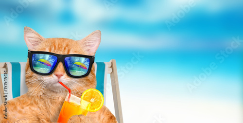 Cat wearing sunglasses relaxing sitting on deckchair in the sea background. 