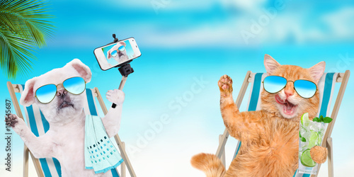 Cat  and dog wearing sunglasses relaxing sitting on deckchair on the sea background.  photo