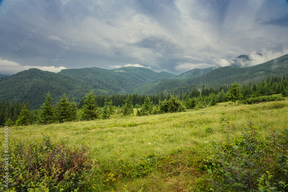 the beautiful forest landscape in the  mountains with the pine trees