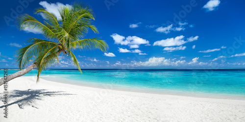 Fototapeta Naklejka Na Ścianę i Meble -  coco palm panorama wide format on tropical paradise dream beach