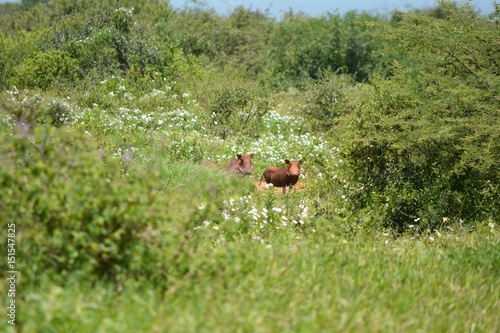 Fototapeta Naklejka Na Ścianę i Meble -  Kenia Safari