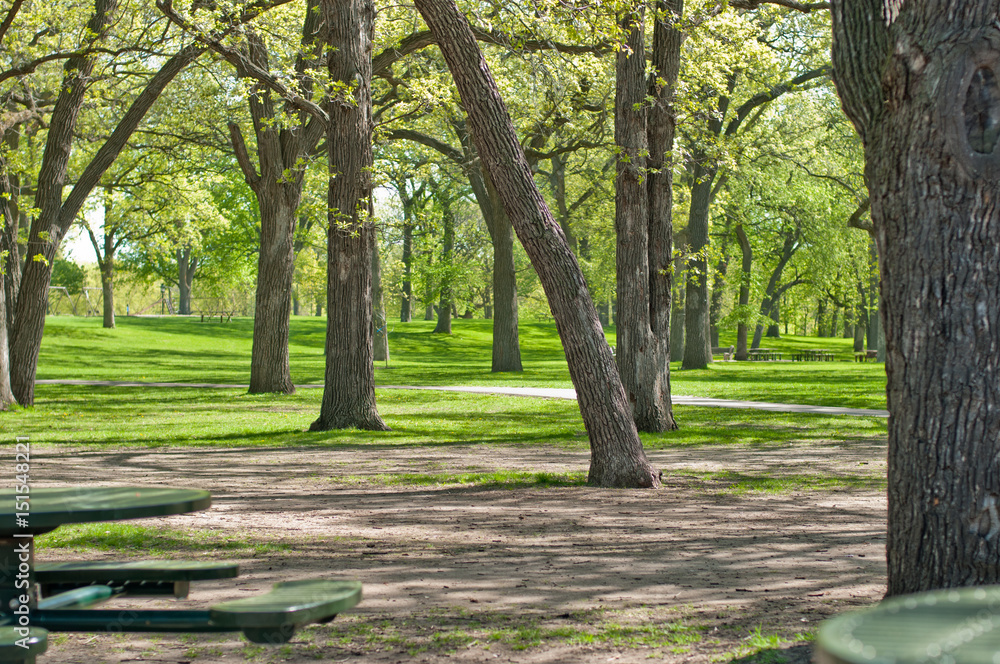 Park with trees, green grass and picnic table Park with trees, green grass and picnic table