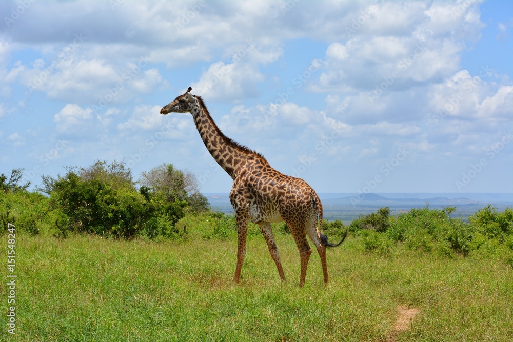 Obraz premium Kenia Safari