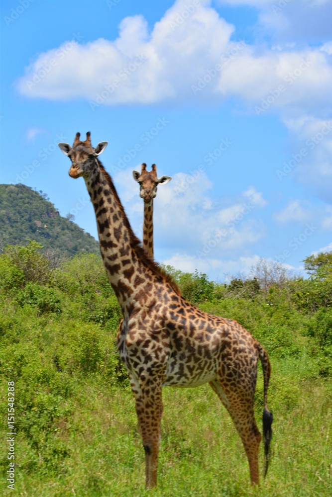 Obraz premium Kenia Safari