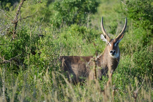 Kenia Safari