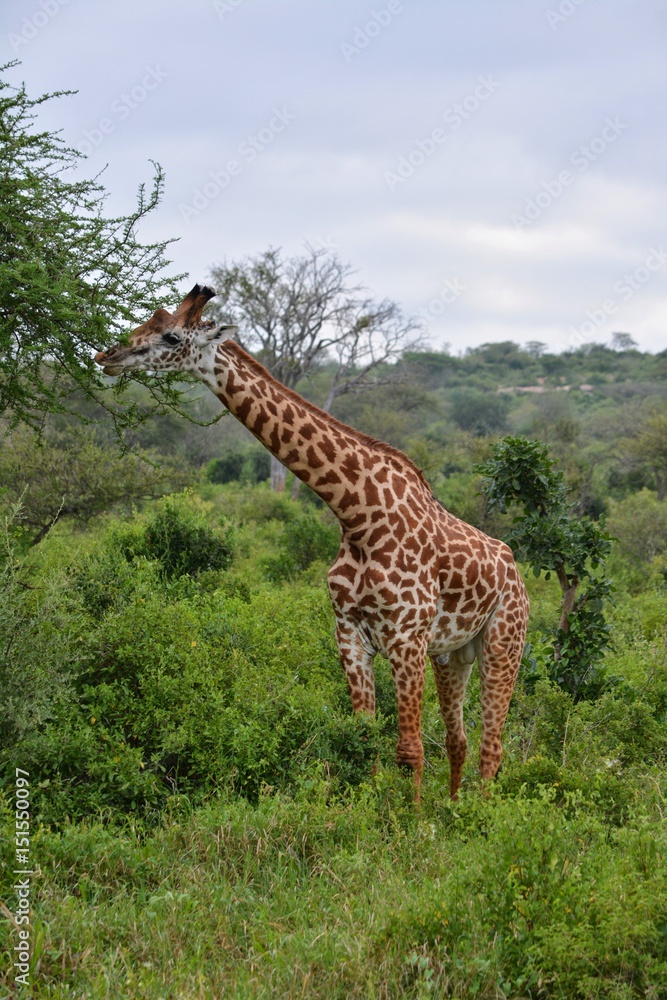Obraz premium Kenia Safari