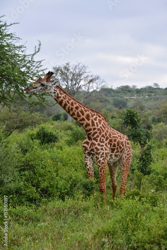 Kenia Safari