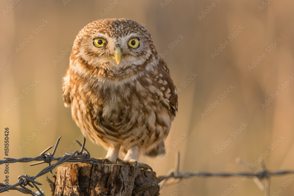 Little Owl Little Owl