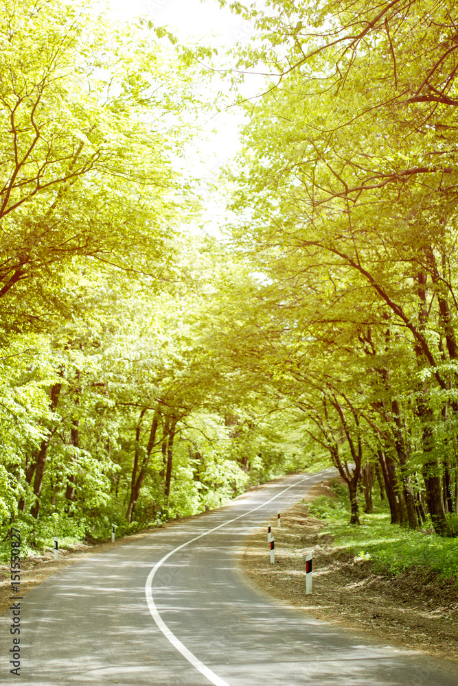 Fototapeta premium Asphalt road and green woods at sunset