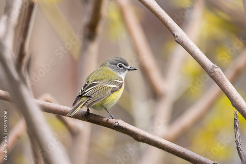 Blue-headed Vireo