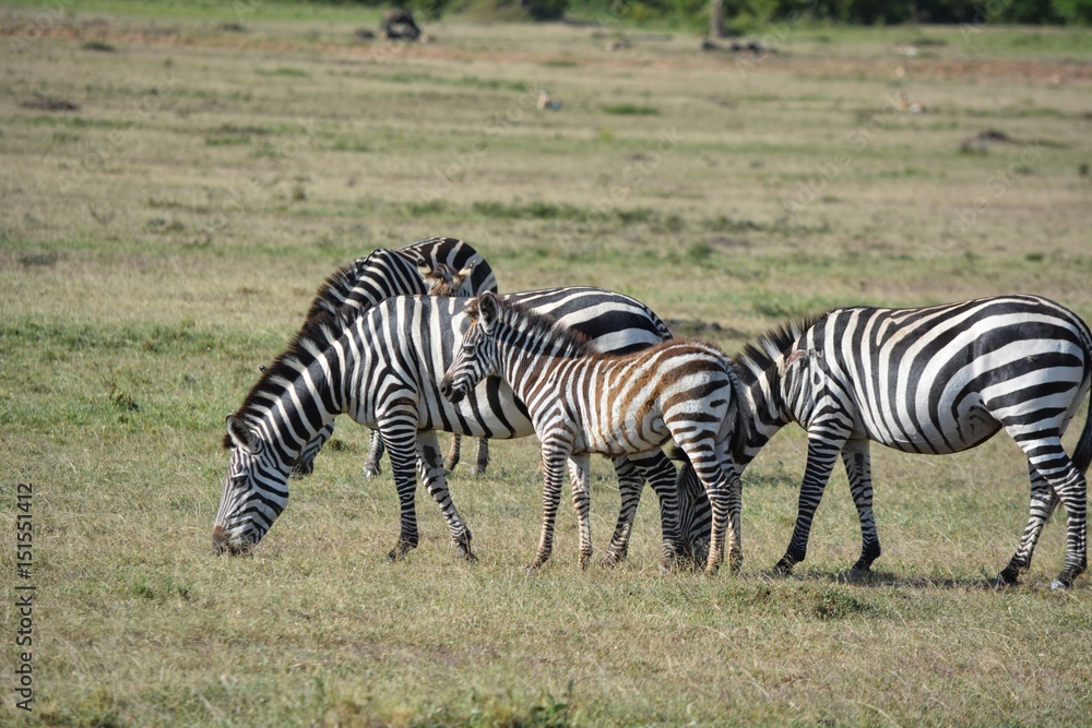 Kenia Safari