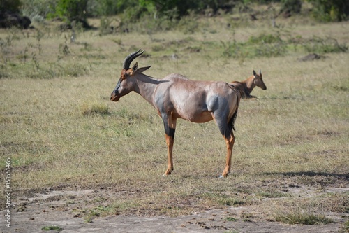 Kenia Safari