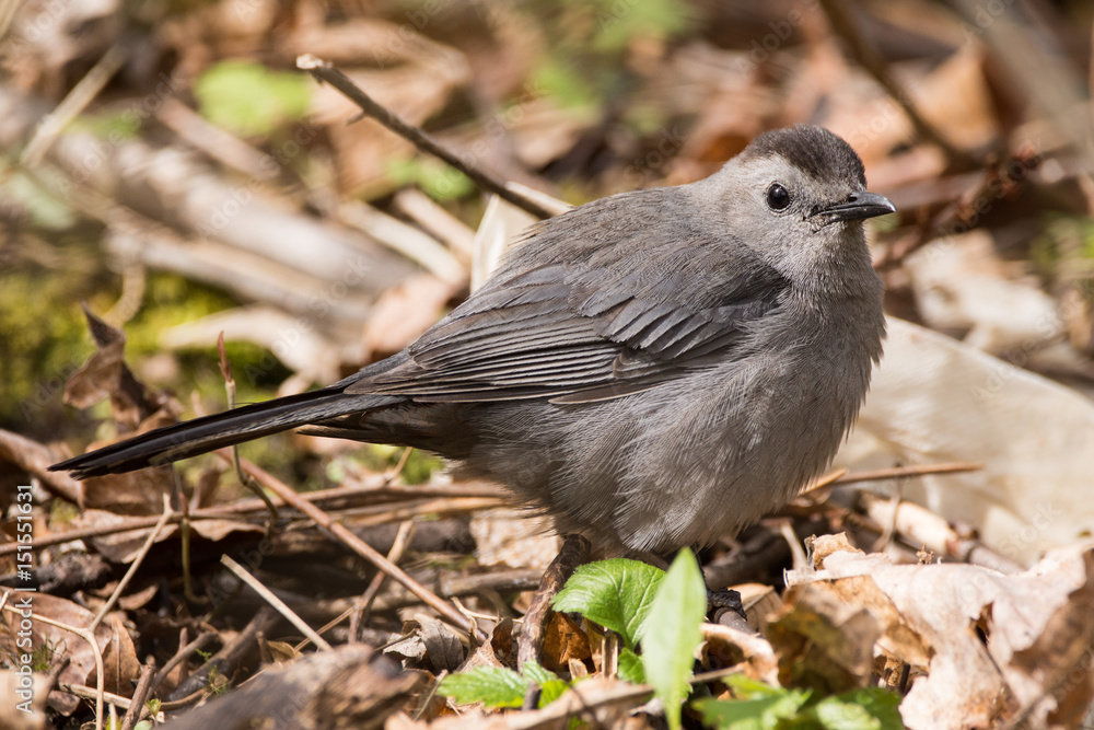 Obraz premium Gray Catbird