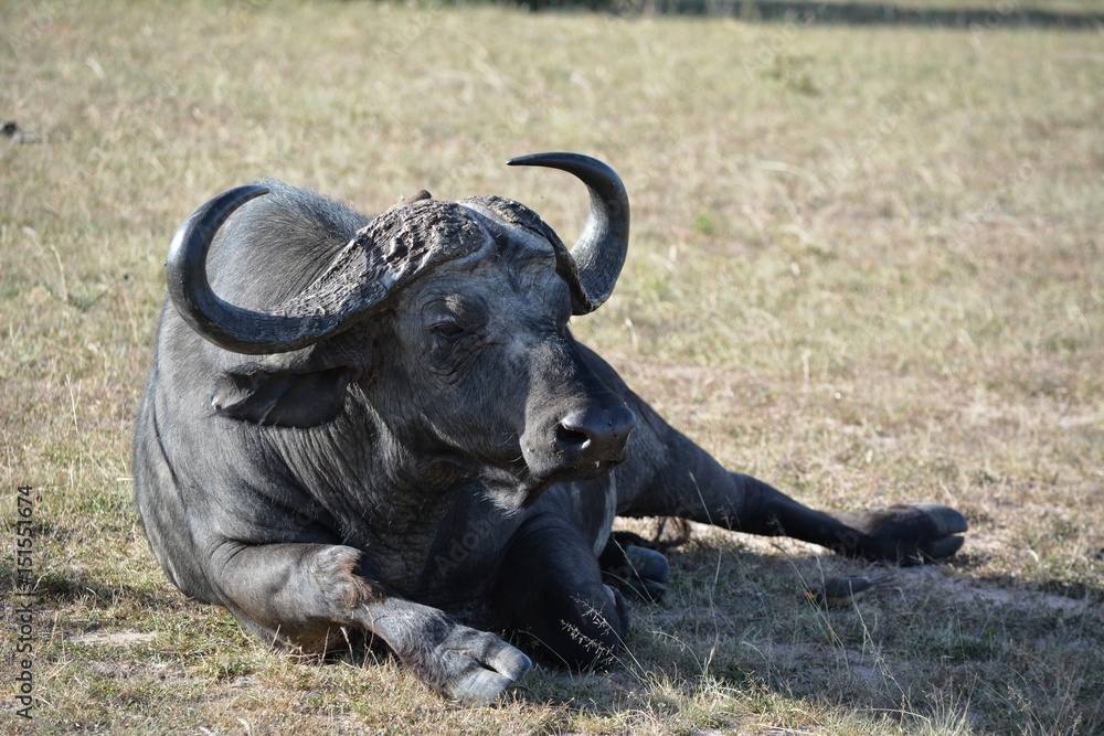 Obraz premium Kenia Safari