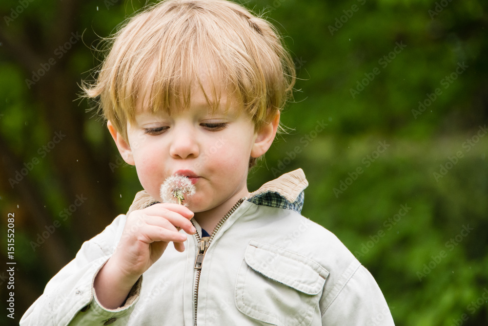 adorable toddler boy blowing dandelion weed outside adorable toddler boy blowing dandelion weed outside