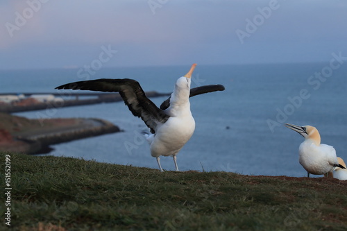 Black-browed Albatros ( Thalassarche melanophris ) or Mollymawk Helgoland Island Germany photo