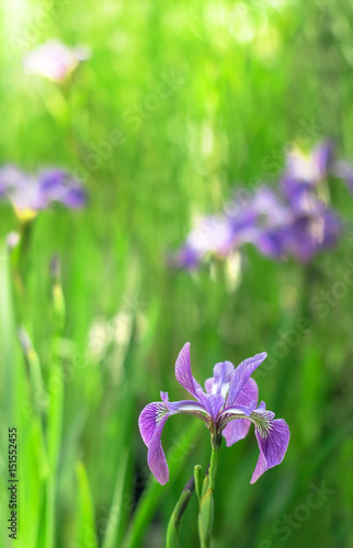 Purple iris on a background of green plants. Selective focus