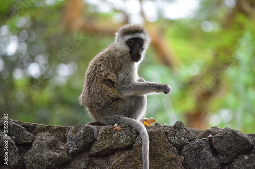 Kenia Safari