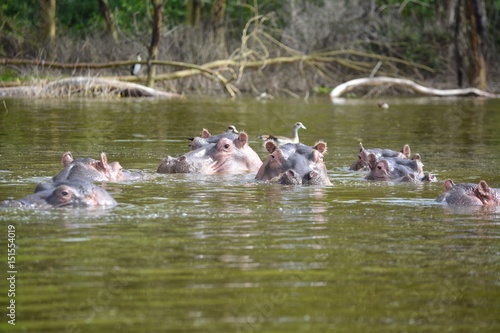 Kenia Safari