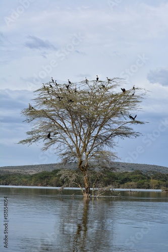 Kenia Safari