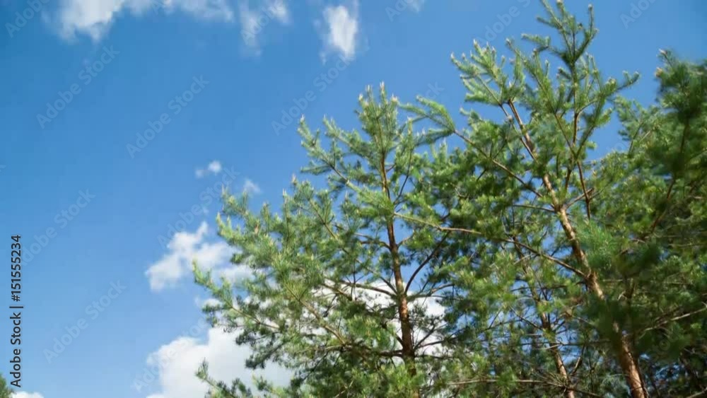 The movement of clouds and pine. Time Laps Landscape The movement of clouds and pine. Time Laps Landscape