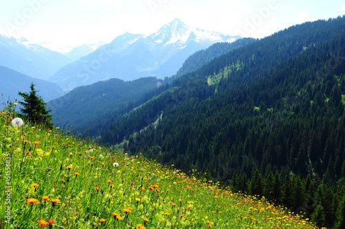 Austria: Alpen-Blumenpracht ob Hippach im Zillertal photo
