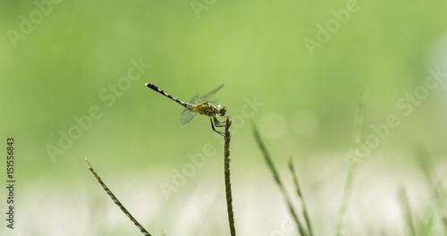 Dragonfly perched on grass