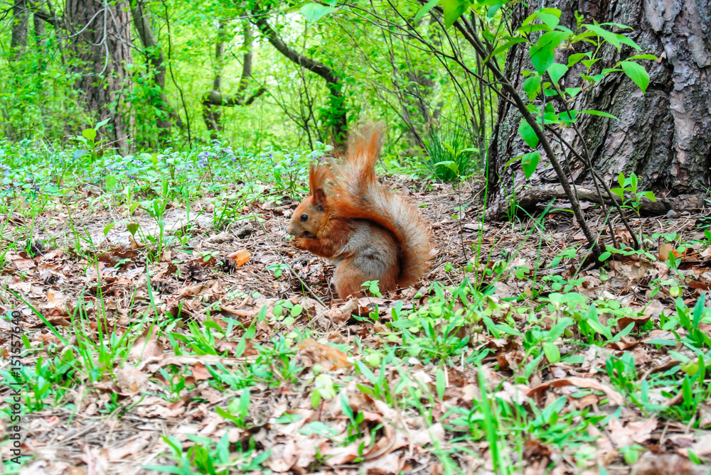 Red squirrel with nut in the forest
Red squirrel with nut in the forest