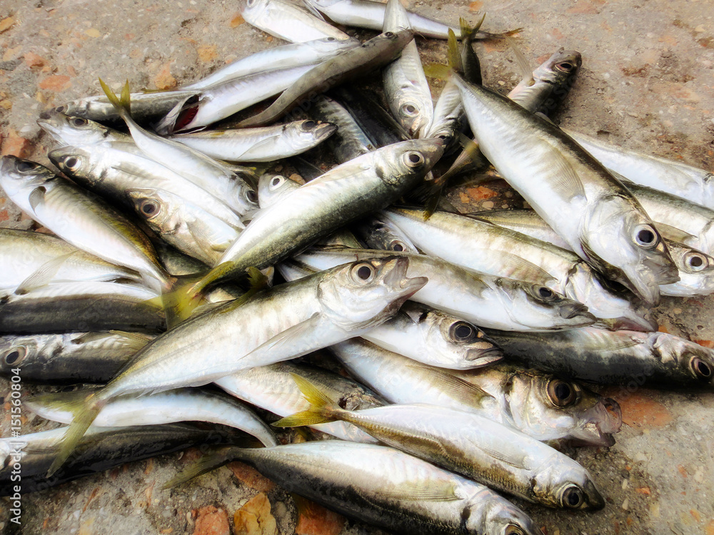 Obraz premium Fish