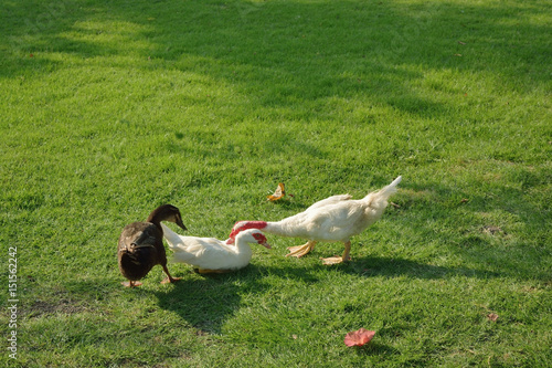 Group of ducks chilling out on green grass in the park in sunny day