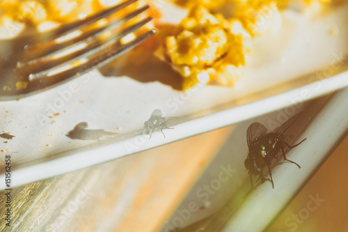 Bluebottle that can spread disease on the edge of a plate of breakfast food photo