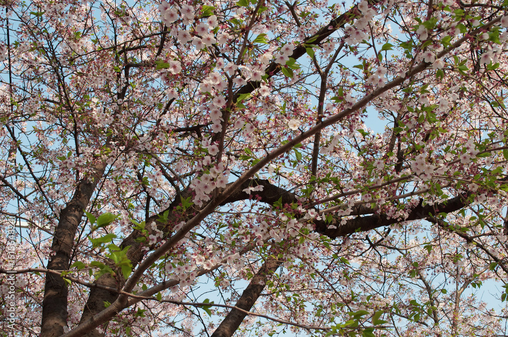 Cherry blossom blooming on a tree in spring season Cherry blossom blooming on a tree in spring season