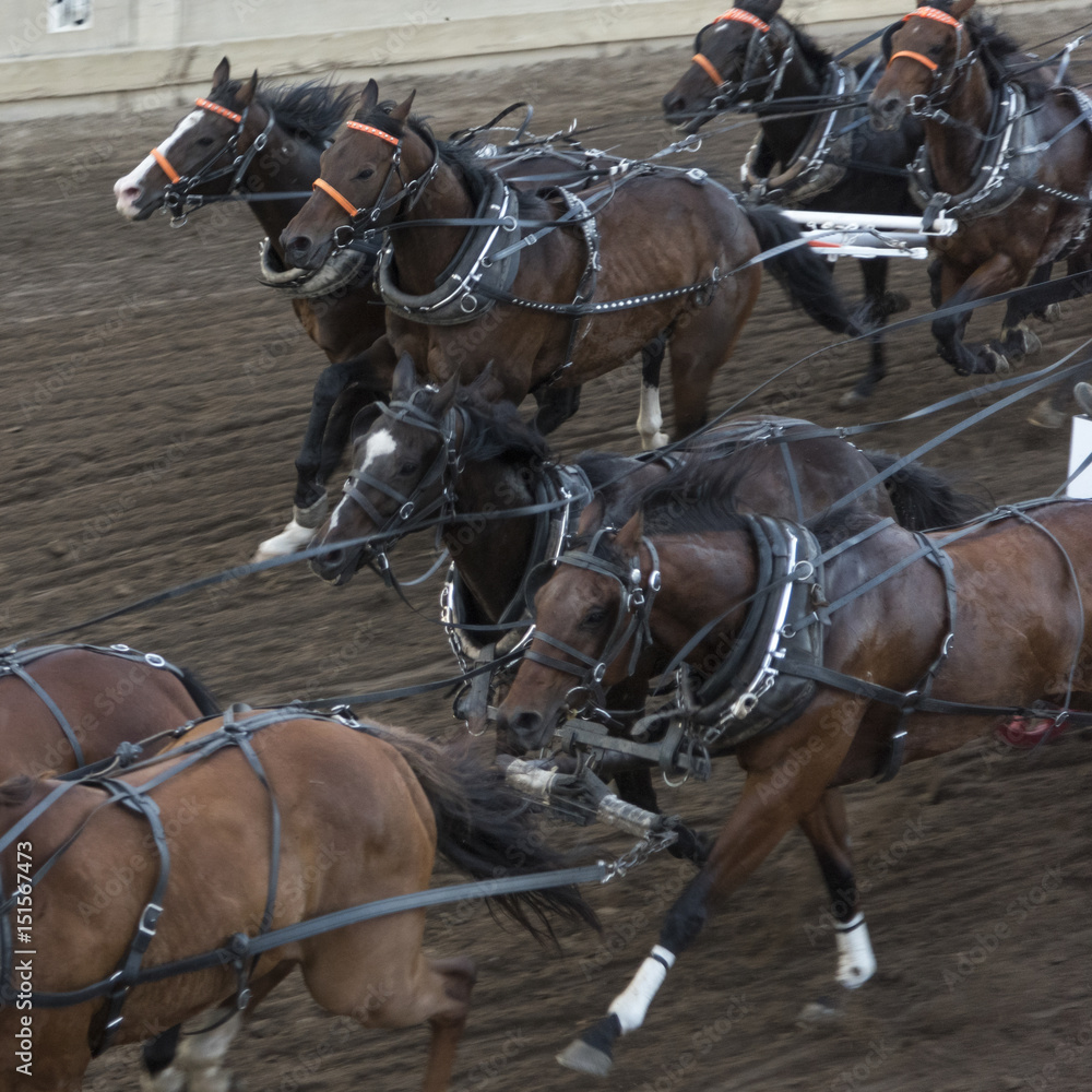 Horses chuckwagon racing at the annual Calgary Stampede, Calgary, Alberta, Canada