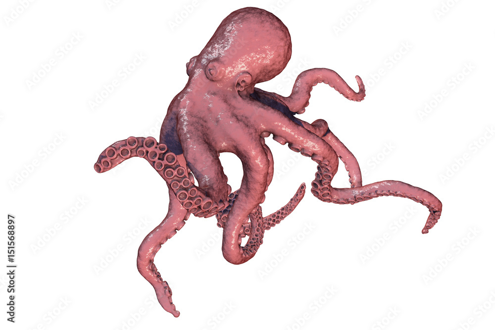 Octopus isolated on white background, 3D illustration