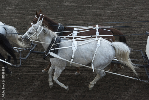 Fototapeta Naklejka Na Ścianę i Meble -  Chuckwagon racing at the annual Calgary Stampede, Calgary, Alberta, Canada