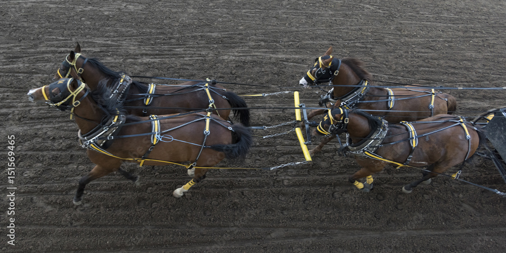 Naklejka premium Chuckwagon racing at the annual Calgary Stampede, Calgary, Alberta, Canada