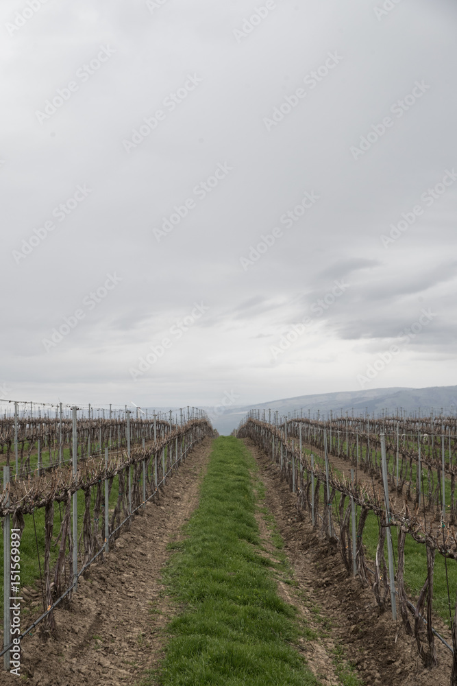 Grape vines at a winery