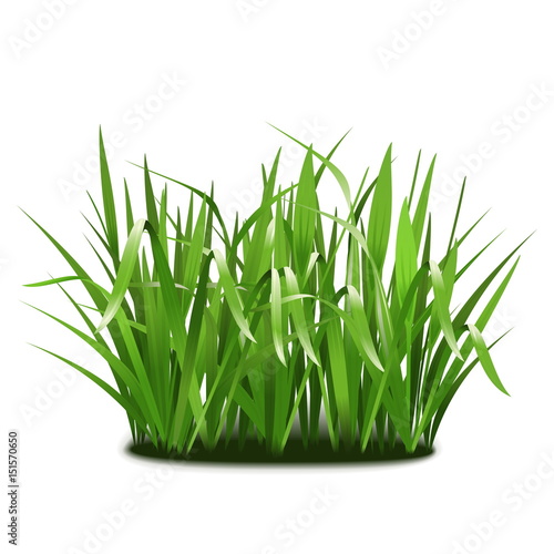 Vector Green Grass