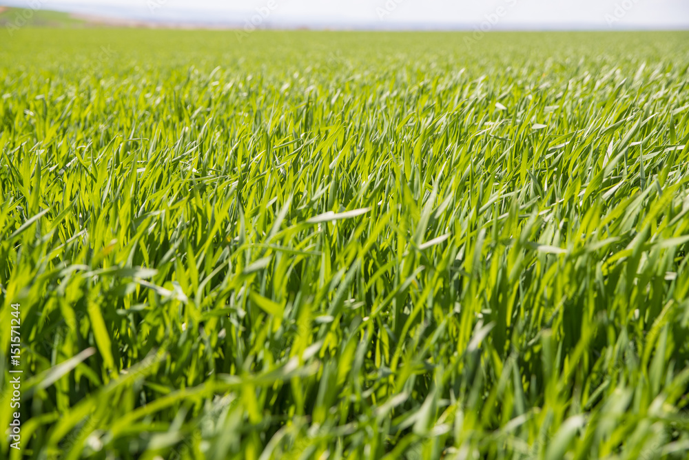 Vibrant green grass blowing in the wind Vibrant green grass blowing in the wind