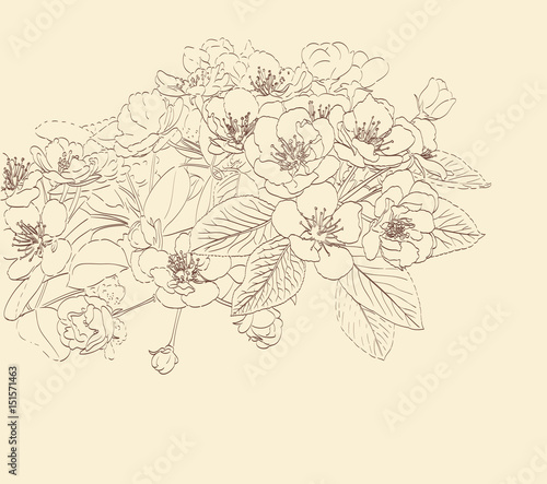 blossoming pear tree flowers line art hand drawing. spring stylish background with flower outline. vector