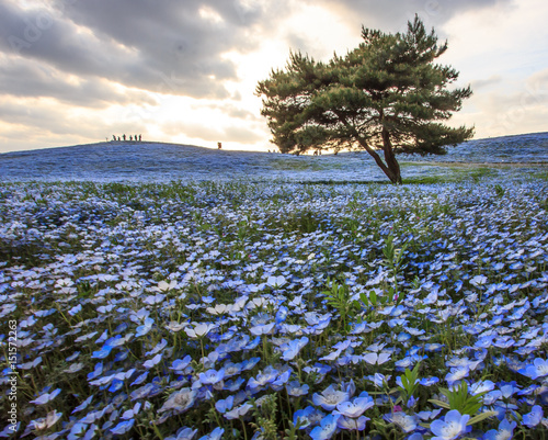 blue nemophila fields surrounding a tree photo