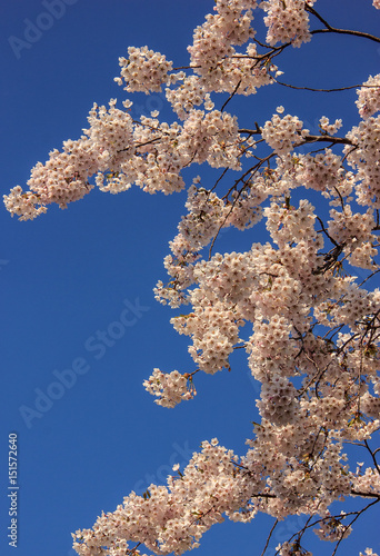 Beautiful cherry blossom flowers in clear blue sky