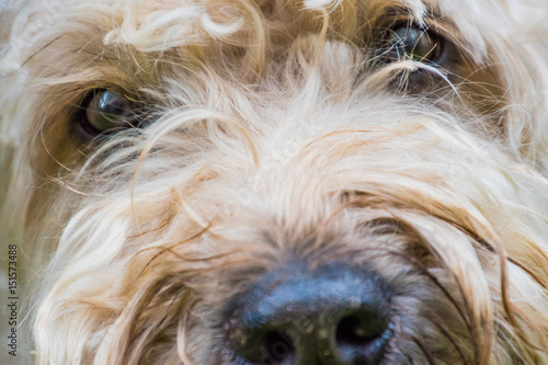 Irish soft coated wheaten terrier white and brown fur dog