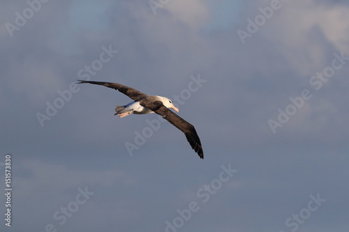Black-browed Albatros ( Thalassarche melanophris ) or Mollymawk Helgoland Island Germany photo