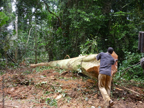 Baumfällung im Urwald von Ghana / Afrika