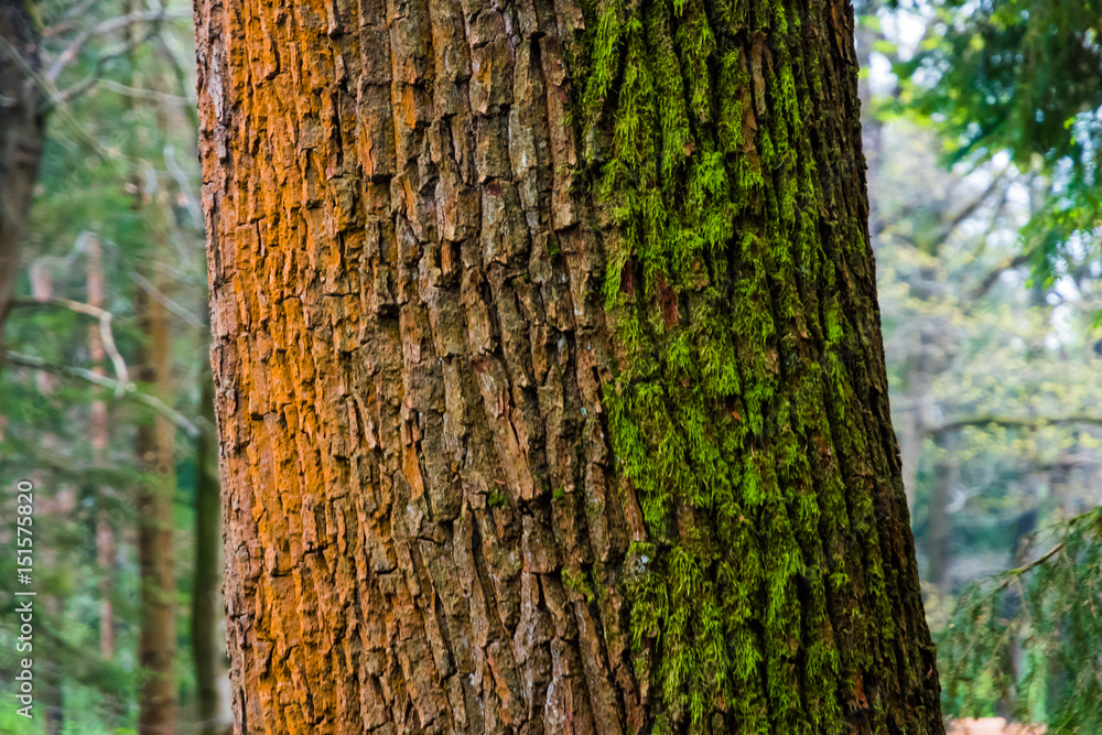 Fototapeta premium Three colored stem of oak tree orange white green moss
