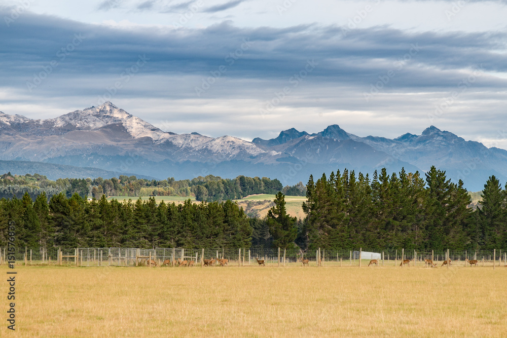 Landscape of sound island of New Zealand