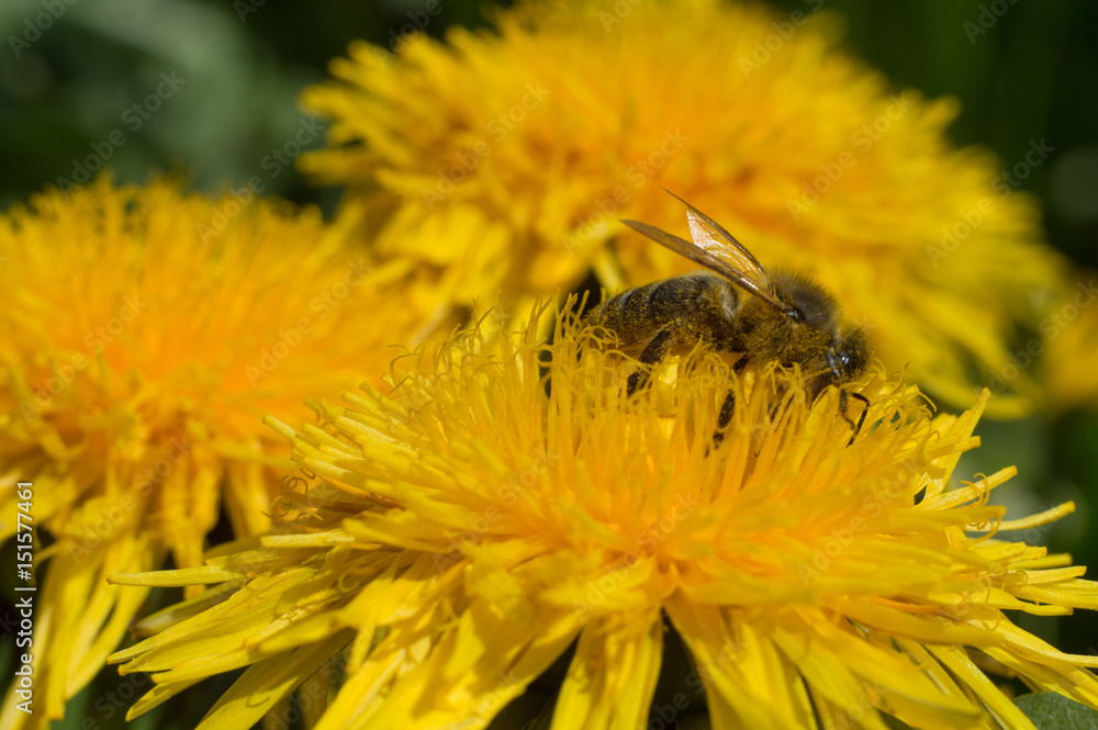 yellow flower and a bee collecting honey yellow flower and a bee collecting honey